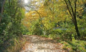 Bosque de Collserola, Barcelona