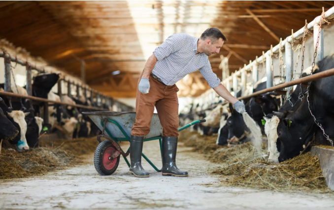 Cuidados del Ganado: Lo que necesitas saber para proteger a tus vacas