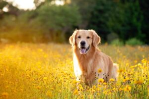 Destinos rurales pet friendly