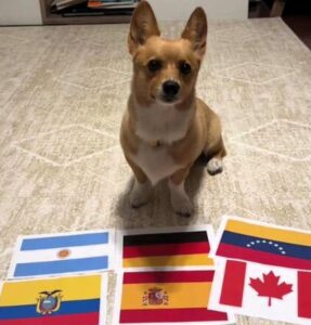 Perro adivino
