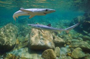 Tiburones en España: Tintoreras en Galicia