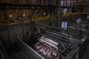Juan Fernando Serrano Ponce - ¡Entérate! Ganadería industrial ¡10 razones para rechazarla! - FOTO