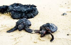 Como-Afecta-el-Derrame-de-Petroleo-a-la-Biodiversidad-Marina.png