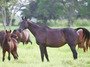 Haras-Los-Caracaros-con-dos-vientres-nuevos.jpg