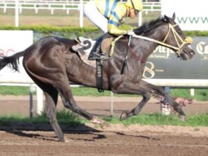 Indian-Ring-airoso-en-Panama.jpg