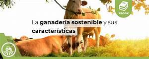 Caracteristicas-de-la-Ganaderia-de-Tipo-Mixto-Una-Alternativa-Sostenible.png