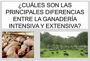 Diferencias-entre-la-Ganaderia-Extensiva-e-Intensiva.png