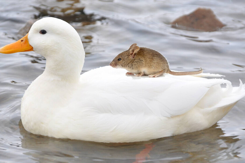 Disney-anuncia-por-sorpresa-una-version-en-imagen-real-de.jpeg