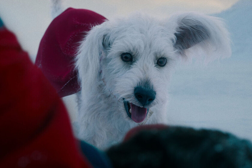 Quien-es-Krypto-la-poderosa-mascota-de-Superman-que-James.jpeg