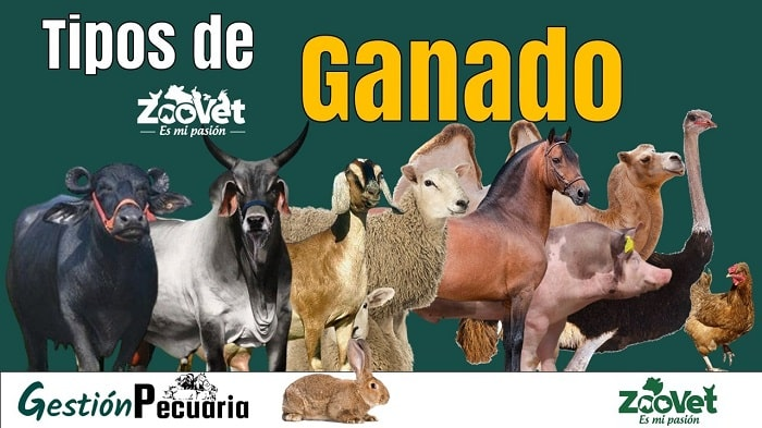 Tipos-de-Ganado-Mas-Comunes-en-la-Ganaderia-Moderna.png