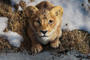 Ya-he-visto-Mufasa-y-es-una-digna-precuela-que.jpeg