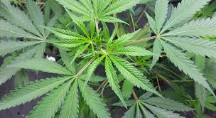 ¿Bloquear-los-efectos-psicoticos-del-cannabis-–-Salud-y-Medicina.jpg