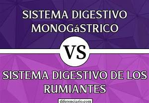Diferencias-entre-la-Alimentacion-de-Rumiantes-y-Monogastricos-Un-Analisis.png