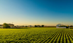 Campos de cultivo en la Huerta de Valencia