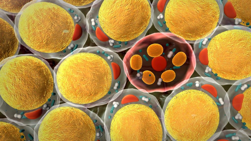 Metabolismo de las grasas