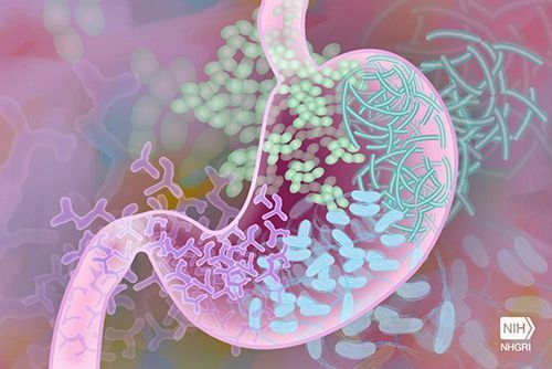 Microbiota-intestinal-y-ejercicio-probioticos-para-modificar-la-composicion-para.jpg