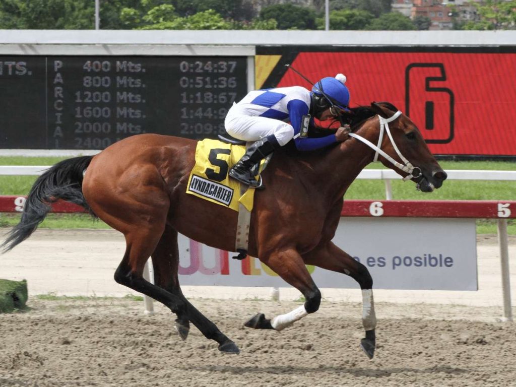 Murio-yegua-Lyndacarter-campeona-en-2022-y-2023.jpg