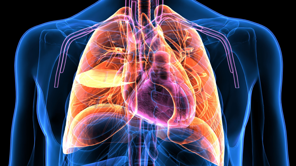 Fisiología, músculo inspiratorio, respiratorio, pulmones,