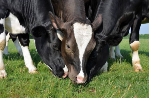 Los-Tipos-de-Alimentacion-de-las-Vacas-Luis-Sampayo-Cabada.png