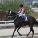 Fast Sensations ya llegó al Haras La Primavera