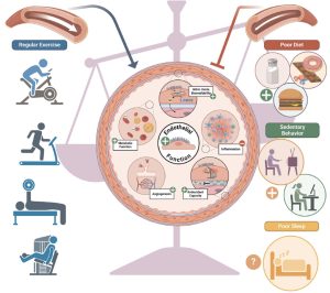 Ejercicio-como-medicina-vascular-como-la-actividad-fisica-protege-el.jpg