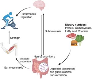 Microbiota-intestinal-y-rendimiento-deportivo-el-eje-intestino-cerebro-como-nueva.jpg