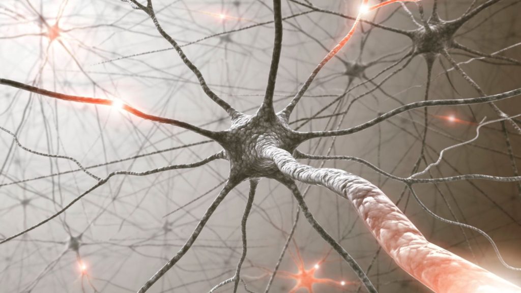 Que-significa-realmente-neuromuscular-Fisiologia-del-Ejercicio.jpg