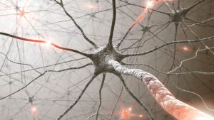 Que-significa-realmente-neuromuscular-Fisiologia-del-Ejercicio.jpg