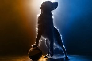 la-increible-e-imposible-produccion-del-reboot-de-Air-Bud.jpeg