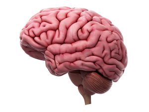 ¿Como-conseguir-que-los-farmacos-lleguen-al-cerebro-–-Salud.jpg