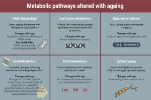 Medicion-de-la-edad-biologica-mediante-enfoques-omicos-integrados-biomarcadores.jpg