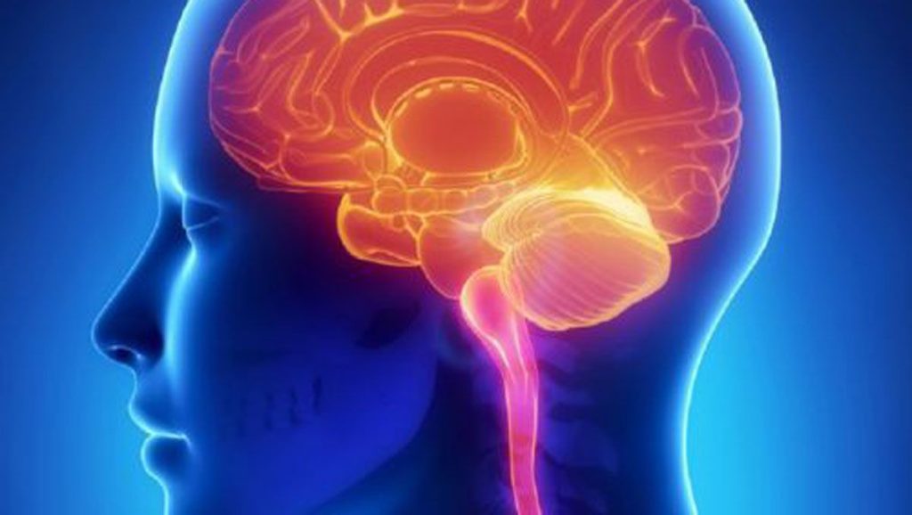 Ejercicio-y-salud-cerebral-Fisiologia-del-Ejercicio.jpg