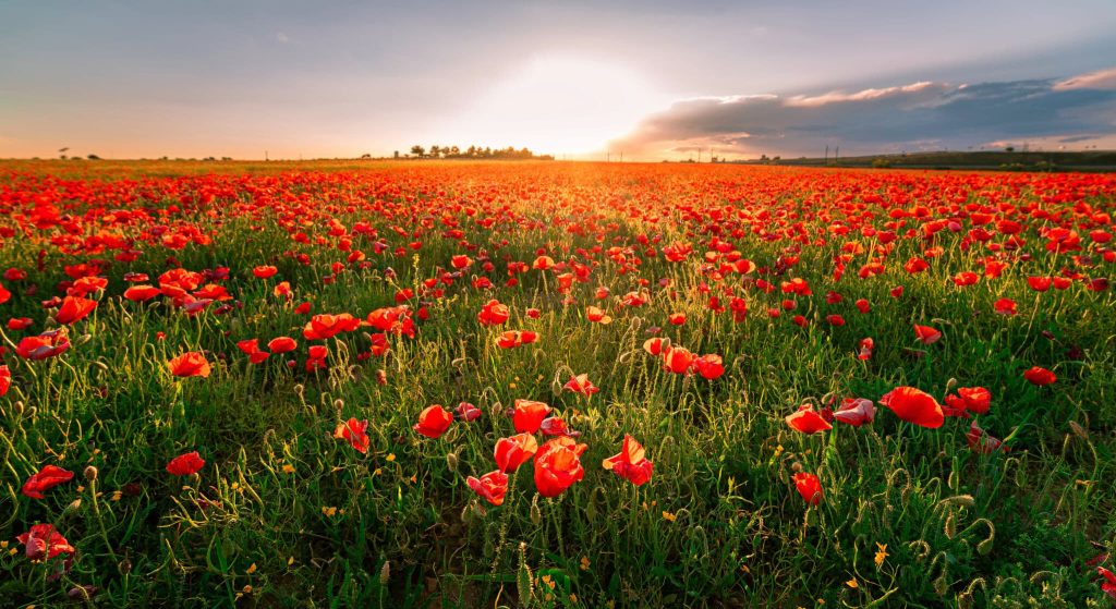9-floraciones-alternativas-para-descubrir-otra-primavera-en-Espana.jpeg