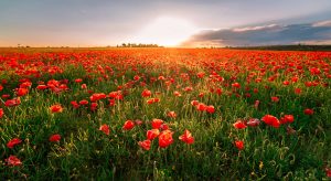 9-floraciones-alternativas-para-descubrir-otra-primavera-en-Espana.jpeg