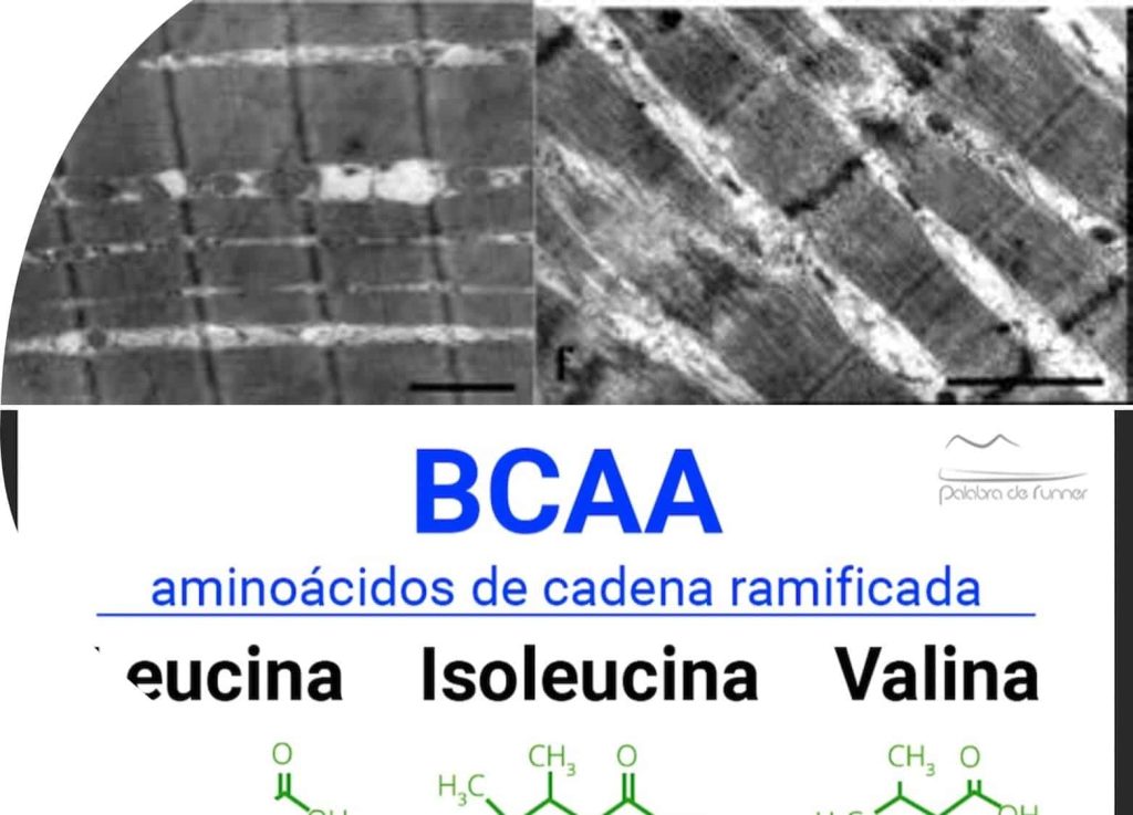 BCAA-en-deporte-de-resistencia.jpg