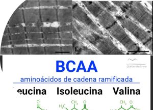 BCAA-en-deporte-de-resistencia.jpg