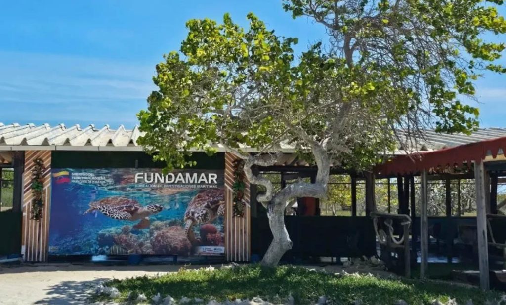 Belleza-y-equilibrio-Tortugas-son-criadas-en-Los-Roques-y.jpg