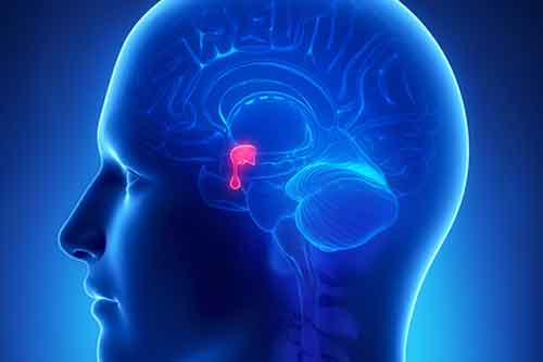 Melatonina-y-salud-osea-Fisiologia-del-Ejercicio-by-Dr.jpg
