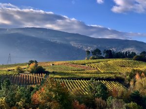 enoturismo-godello-y-paisajes-a-orillas-del-Sil.jpg