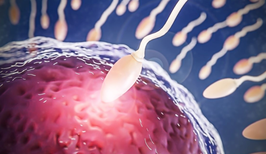 La-fertilidad-masculina-y-los-cambios-estacionales-–-Salud-y.png
