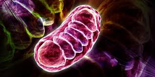 Flexibilidad-metabolica-Fisiologia-del-Ejercicio-by-Dr-Lopez-Chicharro.jpeg