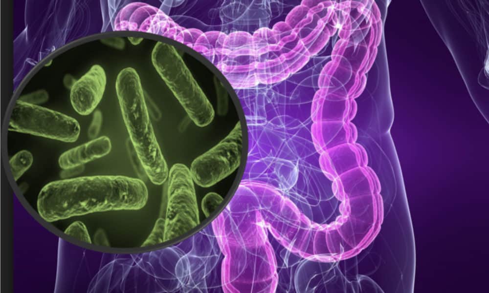 Microbiota-y-rendimiento-fisico-Fisiologia-del-Ejercicio-by-Dr.jpg