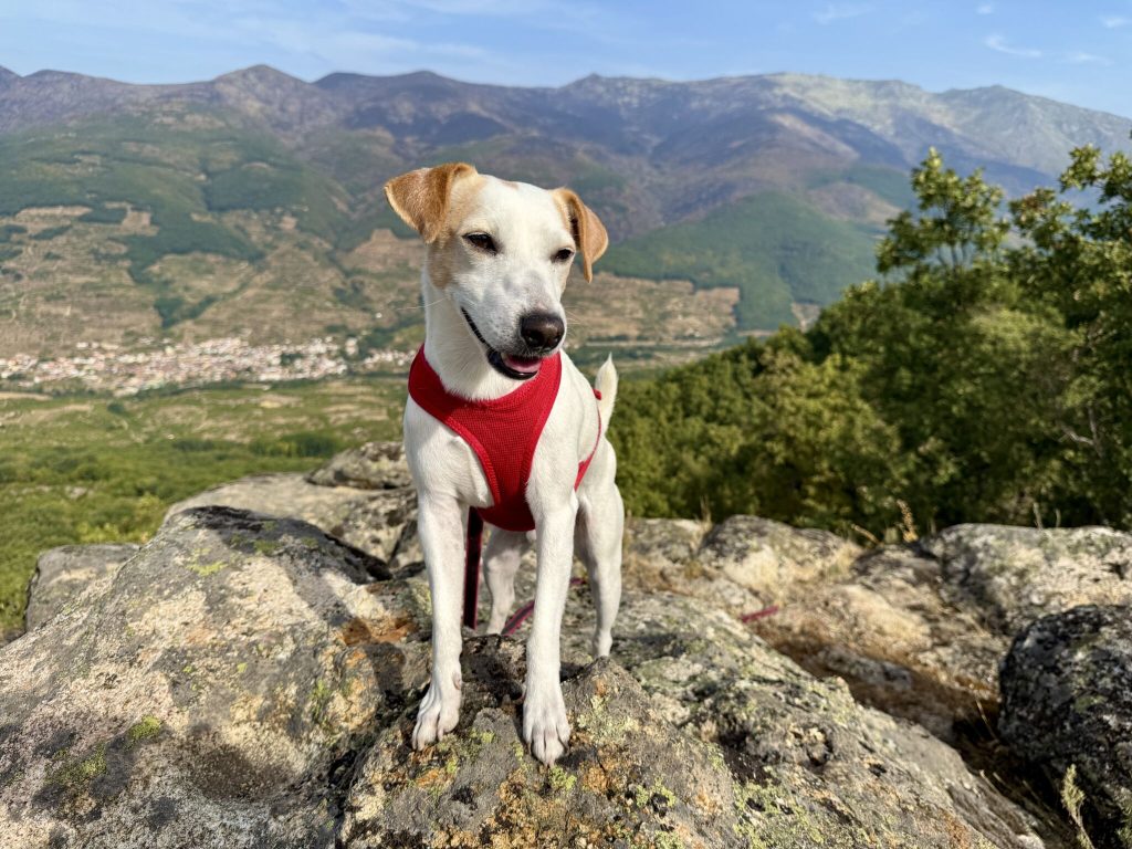 Planes-pet-friendly-en-Extremadura.jpeg