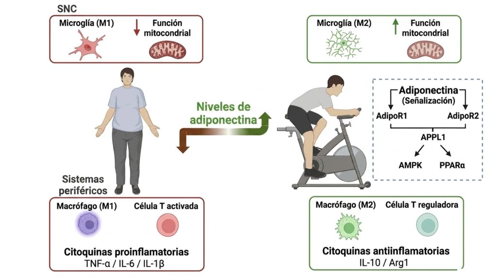 Ejercicio-y-adiponectina-salud-Fisiologia-del-Ejercicio-by-Dr.jpg