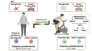 Ejercicio-y-adiponectina-salud-Fisiologia-del-Ejercicio-by-Dr.jpg