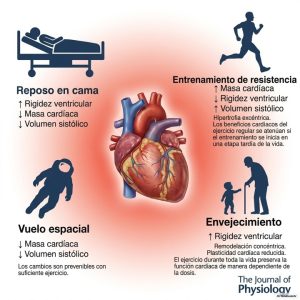 Plasticidad-cardiaca-y-ejercicio-Fisiologia-del-Ejercicio-by-Dr.jpg