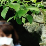 cómo la alimentación y las plantas medicinales pueden ayudar a reducir la inflamación respiratoria – Salud y Medicina