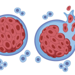 ¿Nanopartículas para atacar el cáncer con mayor precisión? – Salud y Medicina