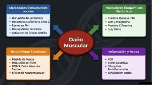 Biomarcadores-de-dano-muscular-Fisiologia-del-Ejercicio-by-Dr.jpg